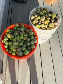 Tomatillo