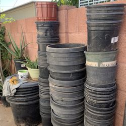 Plastic Planters Black Containers Plants For Sale Available
