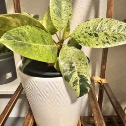 4” Pot Ficus Shivenera At $30