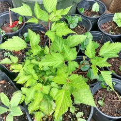 Salmonberry Native Raspberry Plant Organicaly Grown