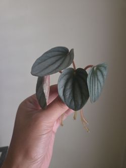 Plant rooting in water