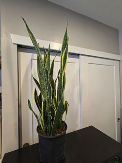 Snake plant aprox 4ft tall