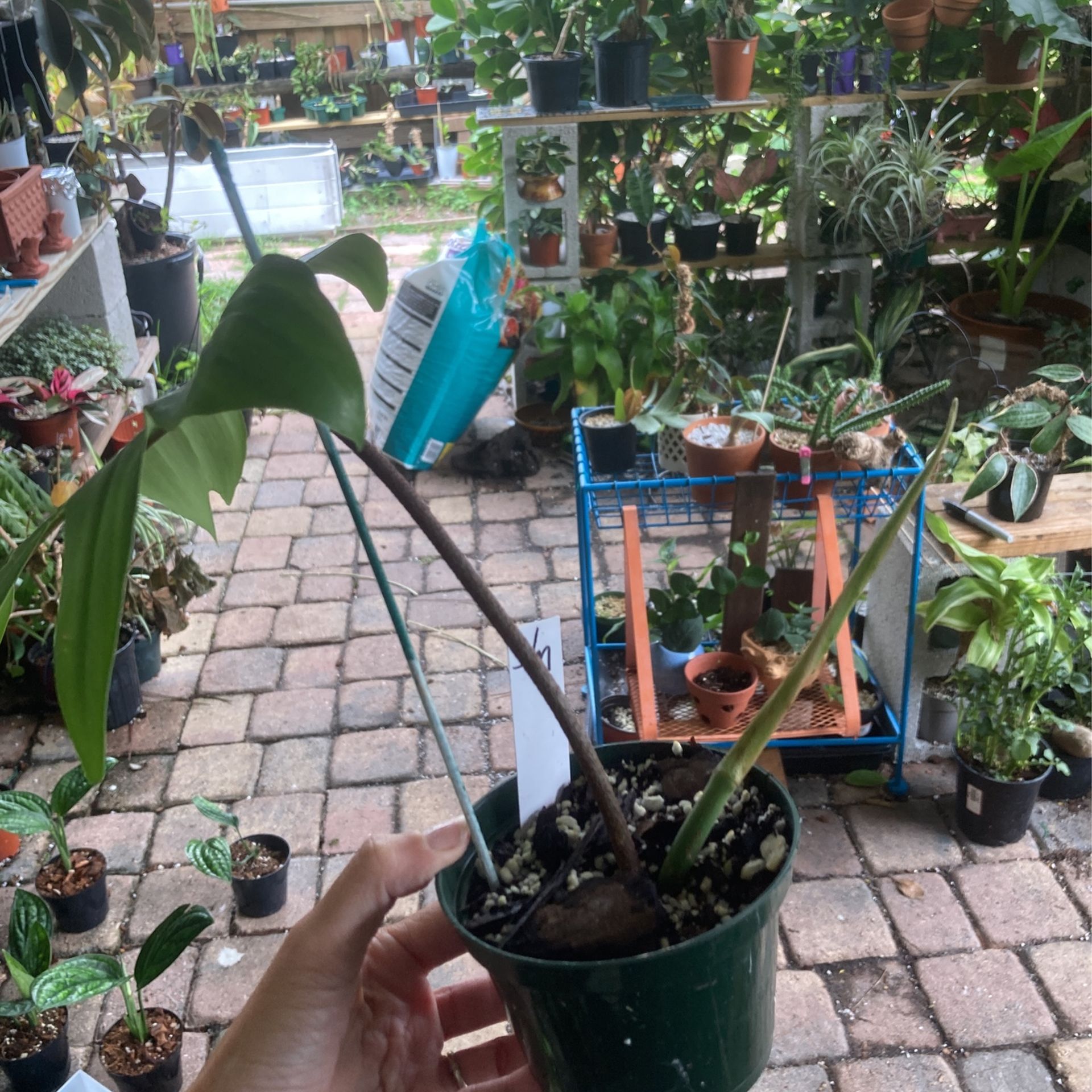 Florida Green