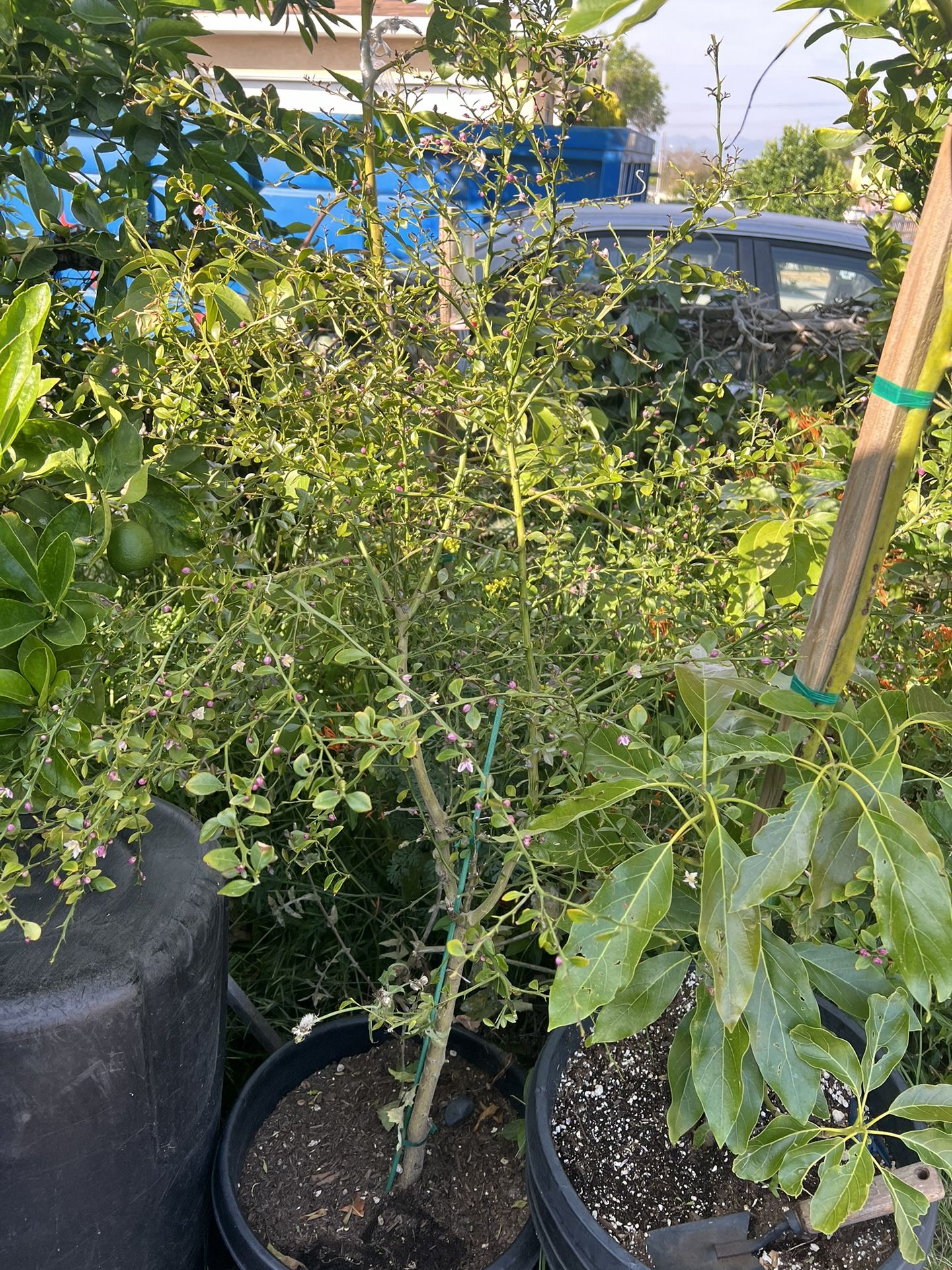 Fruiting HUGE Australian Finger lime Tree