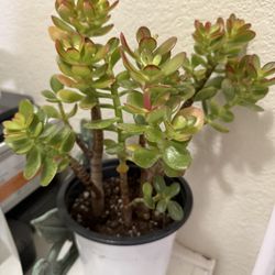 🌿—a symbol of prosperity♥️LUCKY Jade/GUD LUCK Plant👉PLS READ DESCRIPTION♥️WELL ESTABLISHED Trees