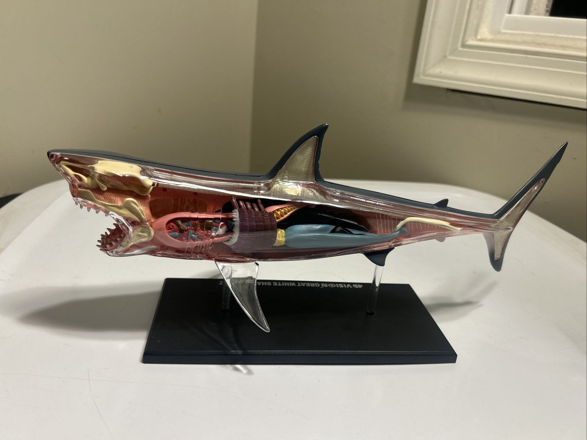 Great White Shark Anatomical Snap Together Kit 4D Puzzle Anatomy Toy Creature