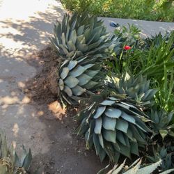 Blue Agave