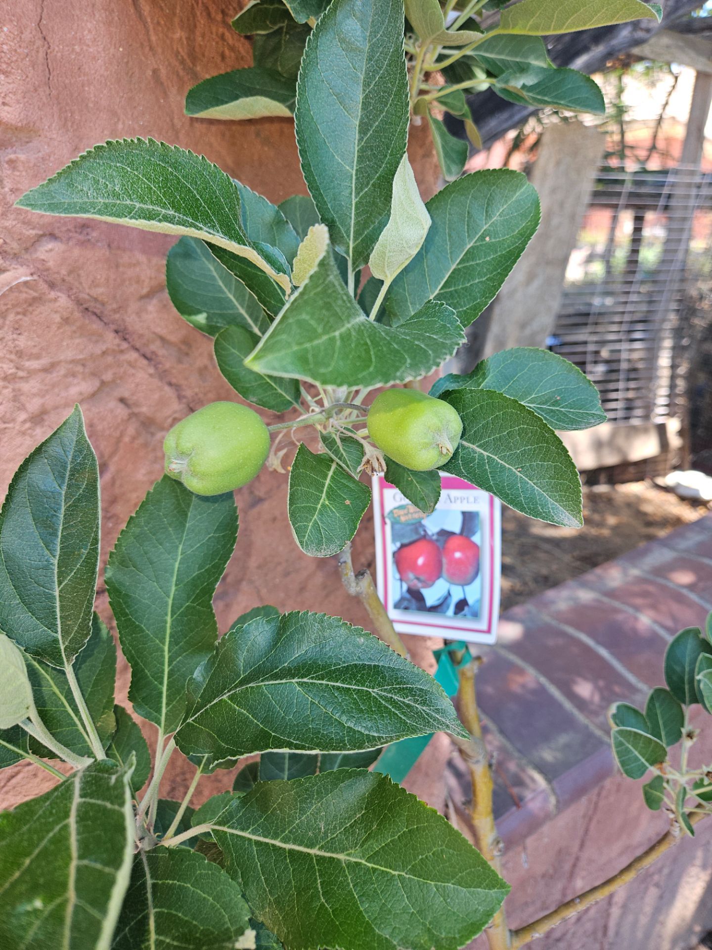Arboles Frutales Duraznos, Guamuchil, Misperos, Guava, Higos, Jujube, Manzana, Papayas,