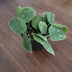 Live Plant Silvery Anne Satin Leaves