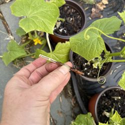 Pickling Cucumber 