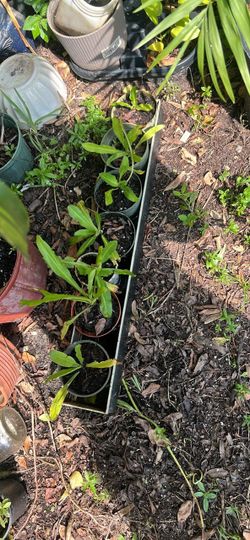 Recao edible herb Culantro 5 each