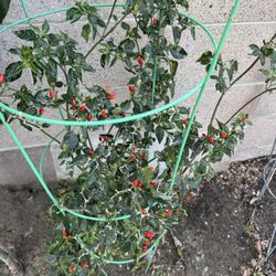 Thai Mini Chilli Only $9.99