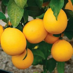 Meyer Lemon Tree 😃😃😃😃