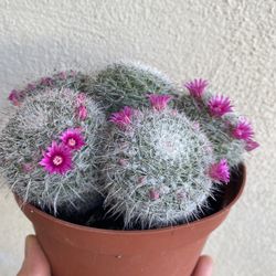 Blooming Cactus Plant, In 6 Inch Pot Pick Up Only
