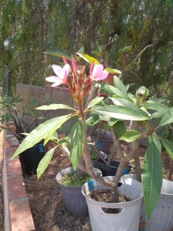 Plumeria
