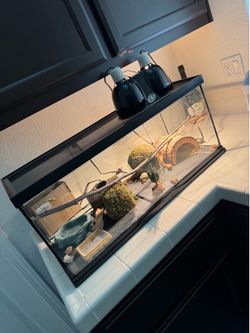Geico lizard reptile tank with lizard