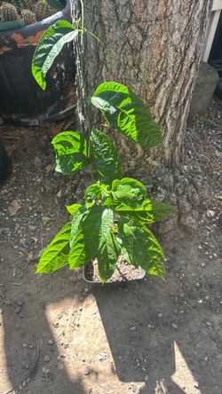 Passion fruit plant