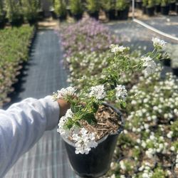 Lantana camara ‘White’ (White Lantana) — 1G — $4