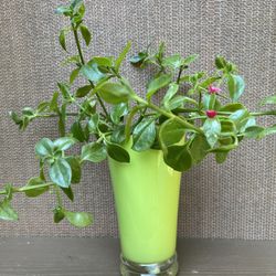 Ice Plant Aptenia Cordifolia Succulent Plant In Cute Pot7"H With Drainage.   