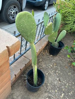 Nopal comestible $30 Each