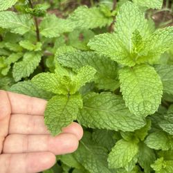 Homegrown Fresh Mint $2