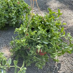 Baby Sun Rose, Ice Plant $18.00 Each. Planta Recio A 18.00 Cada Una.