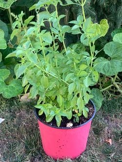 Basil plant (Albahaca)