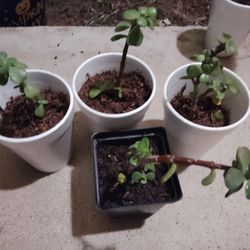 plantas $2 cada una