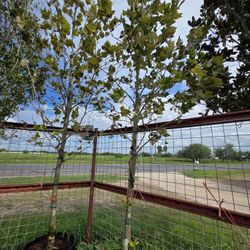 Mexican Sycamore Tree 30gallons 13ft Tall 