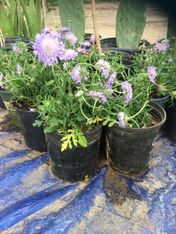 Pincushion plant $5.00 each