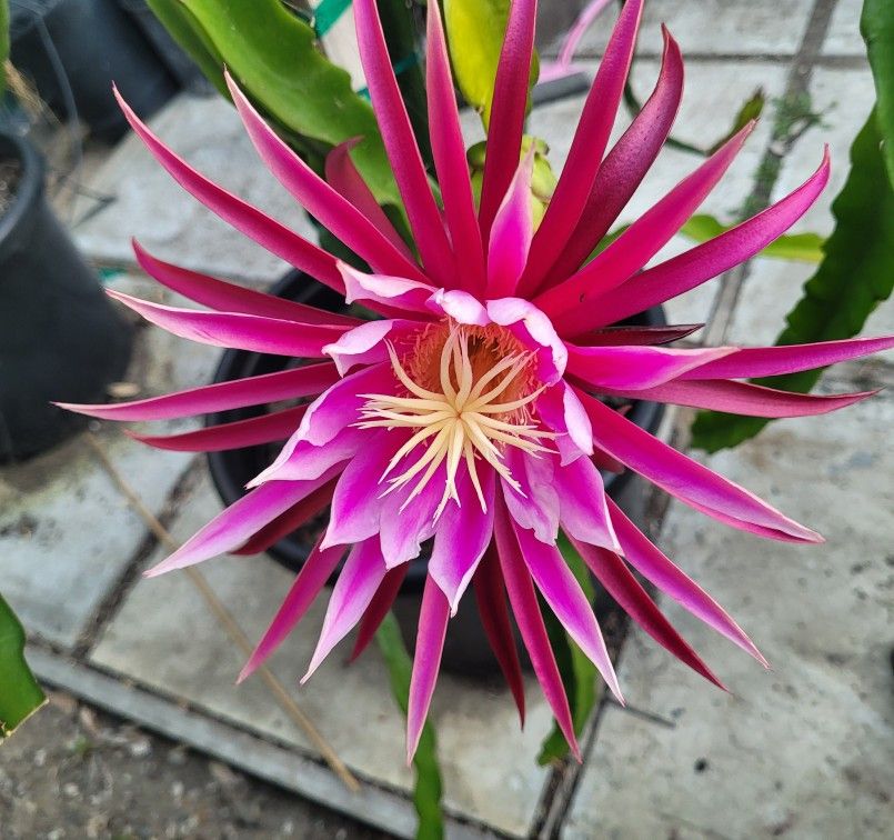Dragon Fruit (Connie Mayer) Cutting