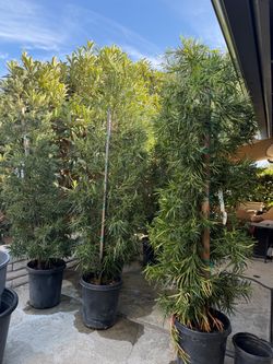 6 ft tall evergreen