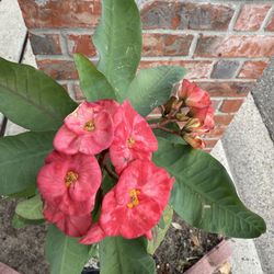 Corona De Cristo - Crown Of Christ Plant