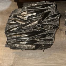 Orthoceras Fossil Plate