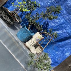 Bonsai Plants $25 Each A Few To Choose From