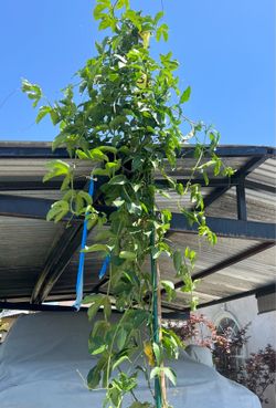 Yellow maracuya/passion fruit tree