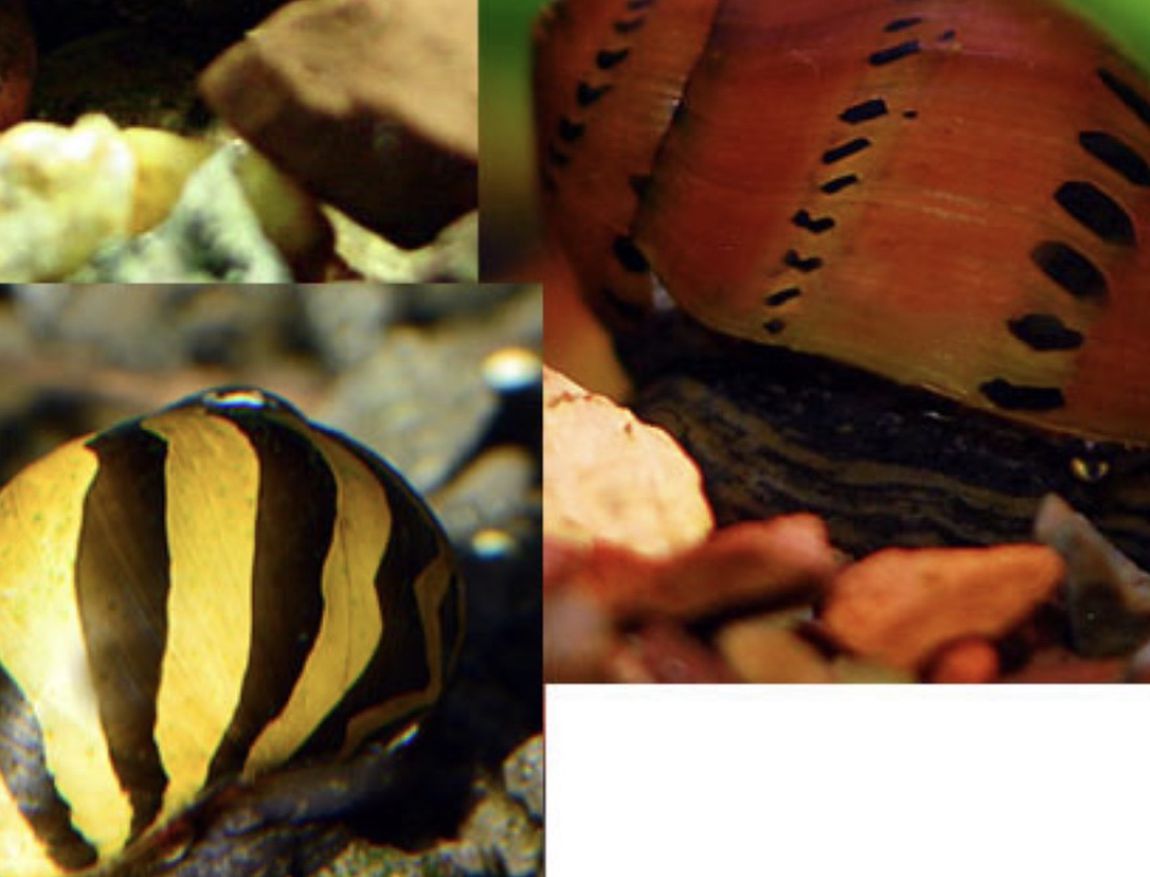 2 Freshwater aquarium Snails
