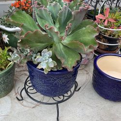 Beautiful Succulents w/stand 