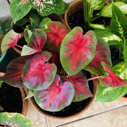Plants For Sale 20 Each 