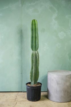 PERUVIAN APPLE CACTUS. (Mexican fence Post) Lots Available