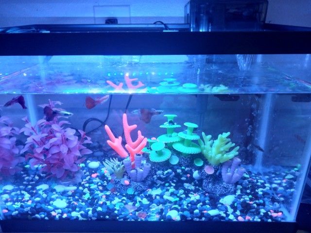 Aquarium Tank