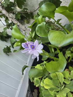 Pond Plants A Few Left.