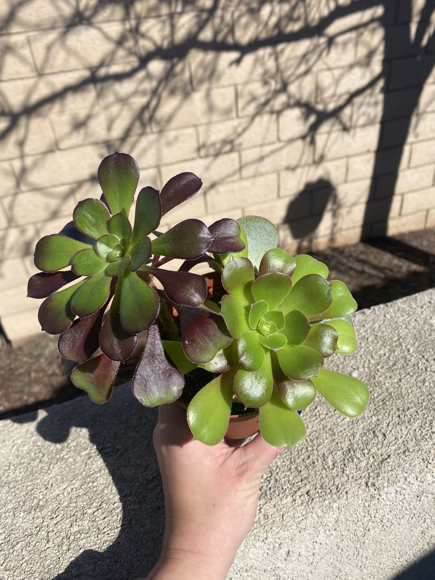 Aeonium Succulent Plant
