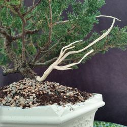 Super offer Bonsai Tree Free Style. Juniper Procumber Nana. 5 Years. Free Shipping