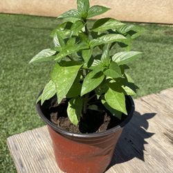 Albahaca / Basil 🪴