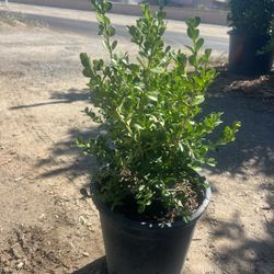 Japonese Boxwood 5gallon 