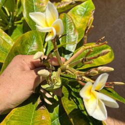 Plumeria Cutting 