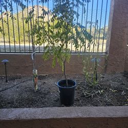 4ft Curry Leaf Plant