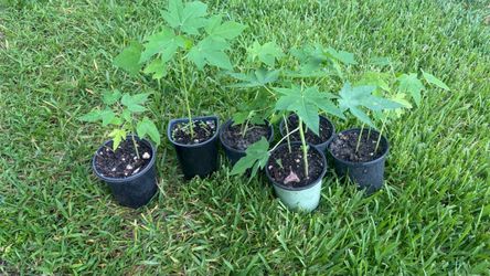 🌱 Healthy Papaya Plants — 3 for Only $10! 🌴  🪴