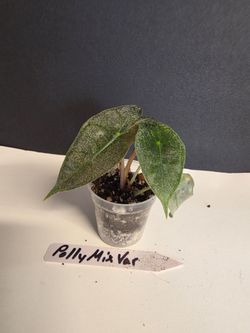 Alascasia Polly Mint.